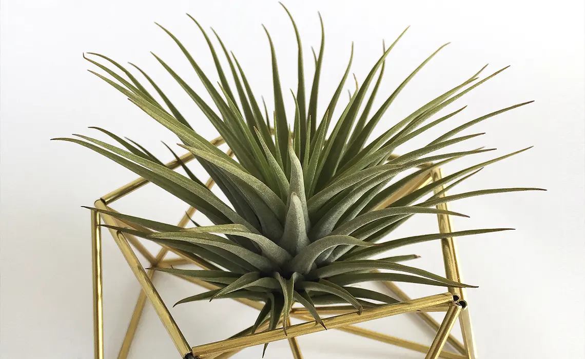 Tillandsia Fiore: Guida completa alla cura e alla coltivazione - Quanto dura una Tillandsia tillandsia fiore - Quanto dura una Tillandsia
