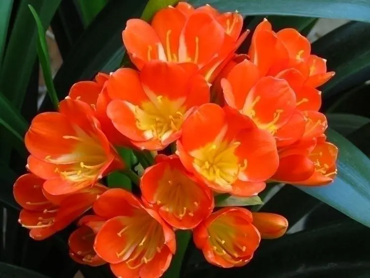 Clivia Fiori: bellezza duratura per ogni occasione - Quanto durano i fiori della Clivia clivia fiori - Quanto durano i fiori della Clivia