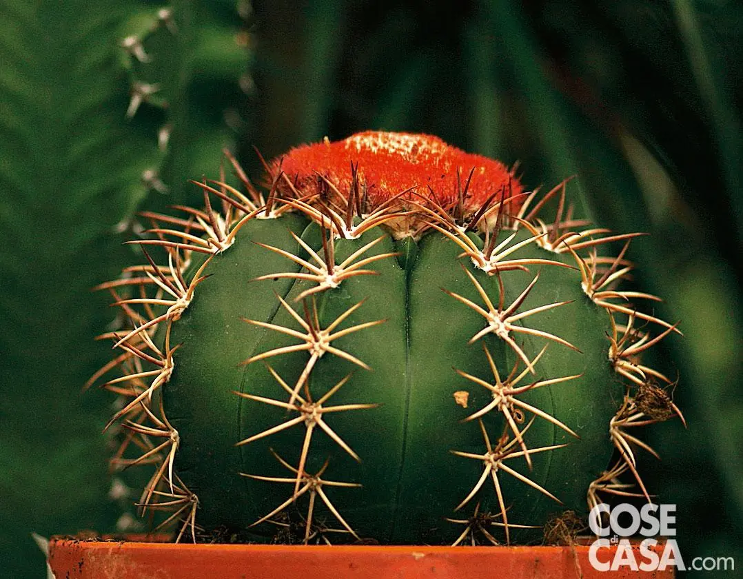 Cactus a palla con fiori: la bellezza della Mammillaria spinosissima - Quanto durano i fiori della mammillaria cactus a palla con fiori - Quanto durano i fiori della mammillaria