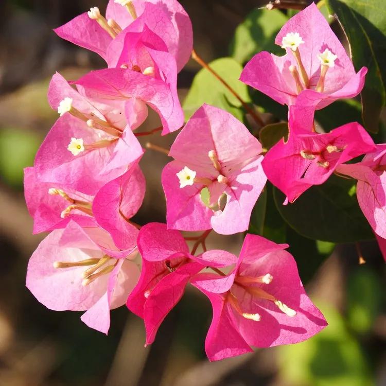 Fiori di Bouganville: la bellezza tropicale che illumina il tuo giardino - Quanto durano i fiori di bouganville fiori di bouganville - Quanto durano i fiori di bouganville