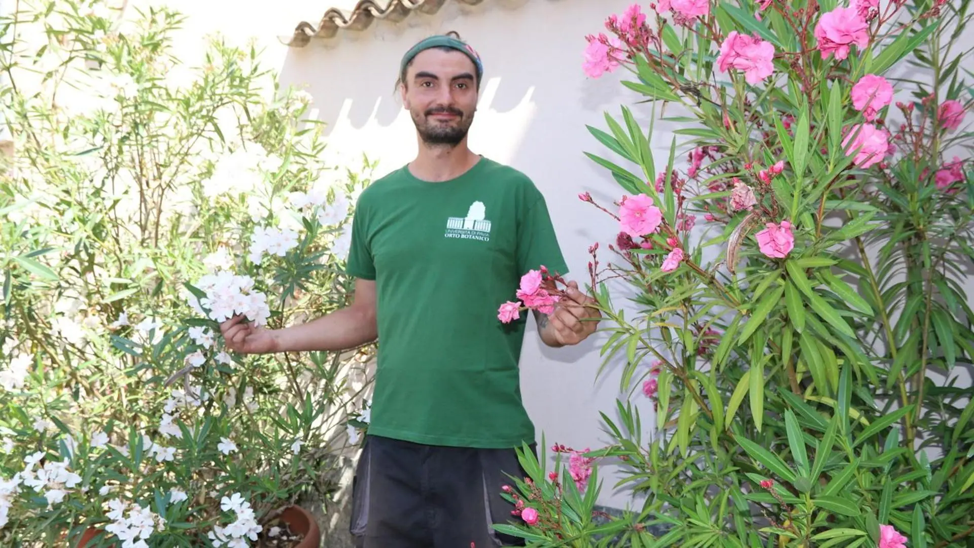 fiori oleandri - Quanto durano i fiori di oleandro