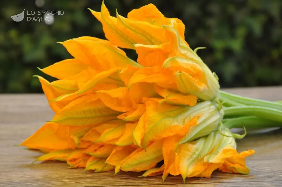 fiori di zucca stagione - Quanto durano i fiori di zucca sulla pianta