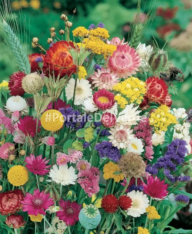 Fiori Sempre Vivi: La Bellezza Eterna nella Tua Casa - Quanto durano i fiori sempre vivi fiori sempre vivi - Quanto durano i fiori sempre vivi