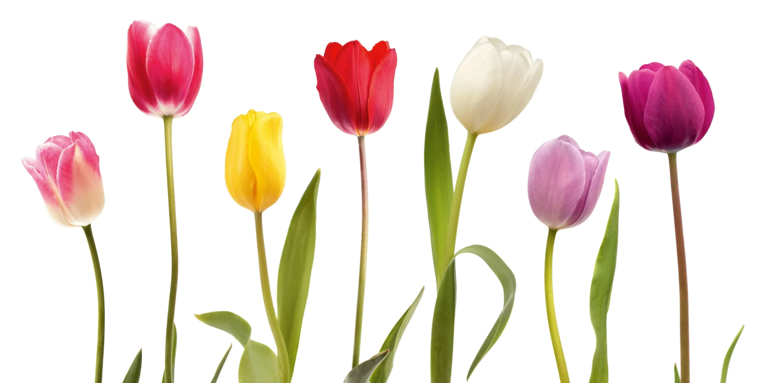 Quando fioriscono i tulipani? - Quanto durano i tulipani in fiore quando fioriscono i tulipani - Quanto durano i tulipani in fiore