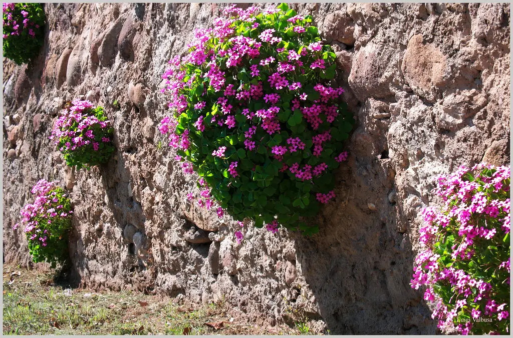 muri fioriti - Quanto è spesso un muro di contenimento