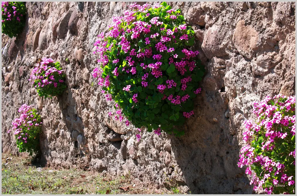 Muri Fioriti: Un tocco de natura per il tuo spazio - Quanto è spesso un muro di contenimento muri fioriti - Quanto è spesso un muro di contenimento