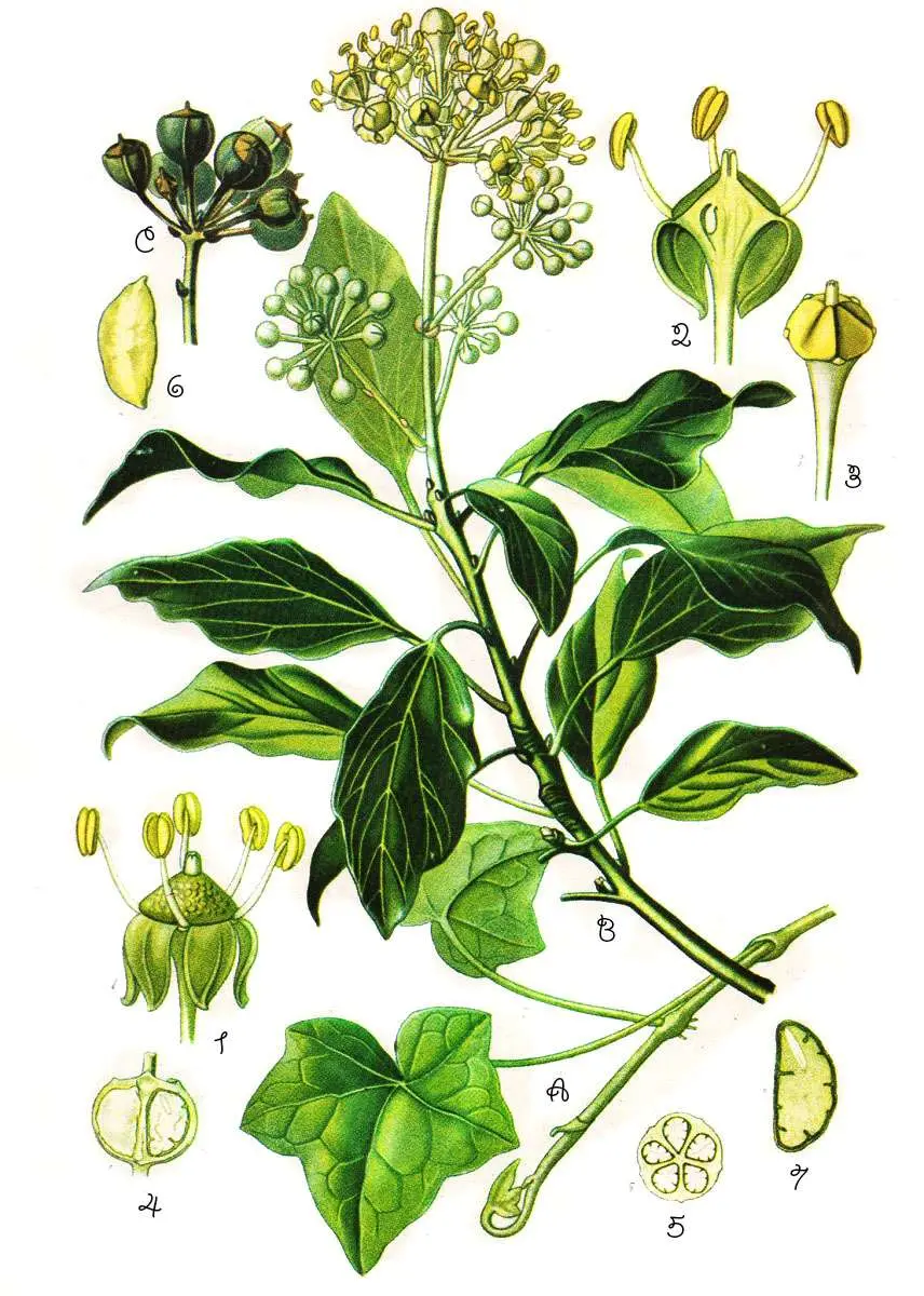 Edera Fiore: Fioritura, Fruttificazione e Velenosità - Quanto è velenosa l'edera edera fiore - Quanto è velenosa l'edera