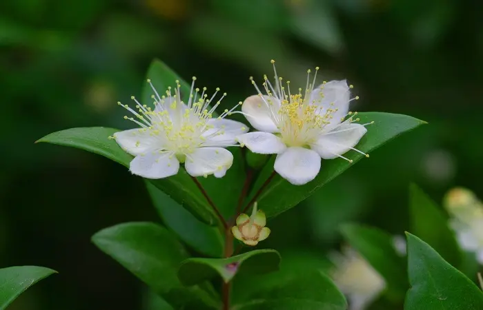 fiori del mirto - Quanto fiorisce il mirto