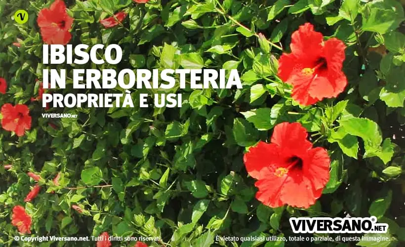 Fiori di Ibisco: Controindicazioni e Benefici - Quanto ibisco al giorno fiori di ibisco controindicazioni - Quanto ibisco al giorno