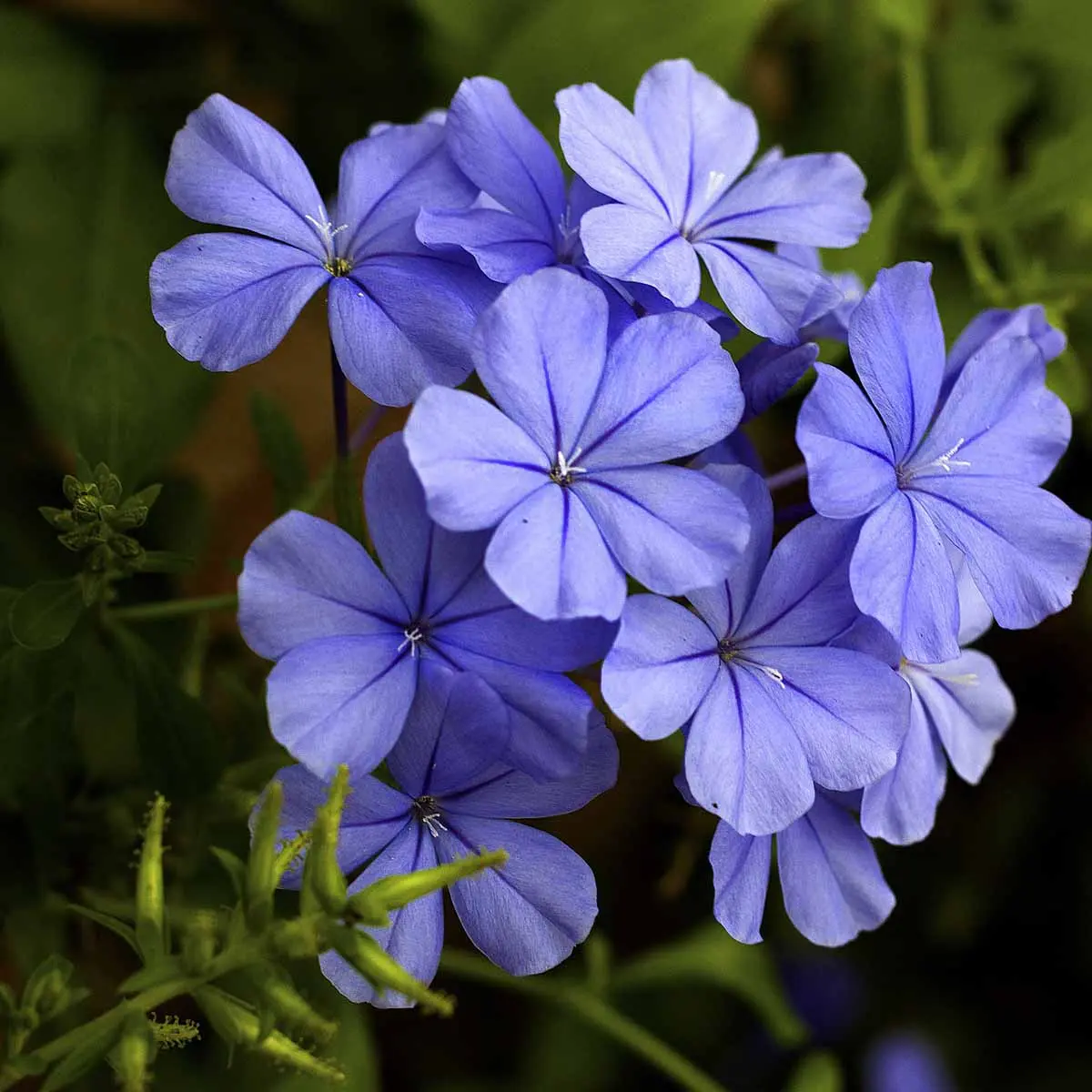Plumbago Fiore: una guida completa - Quanto innaffiare il Plumbago plumbago fiore - Quanto innaffiare il Plumbago