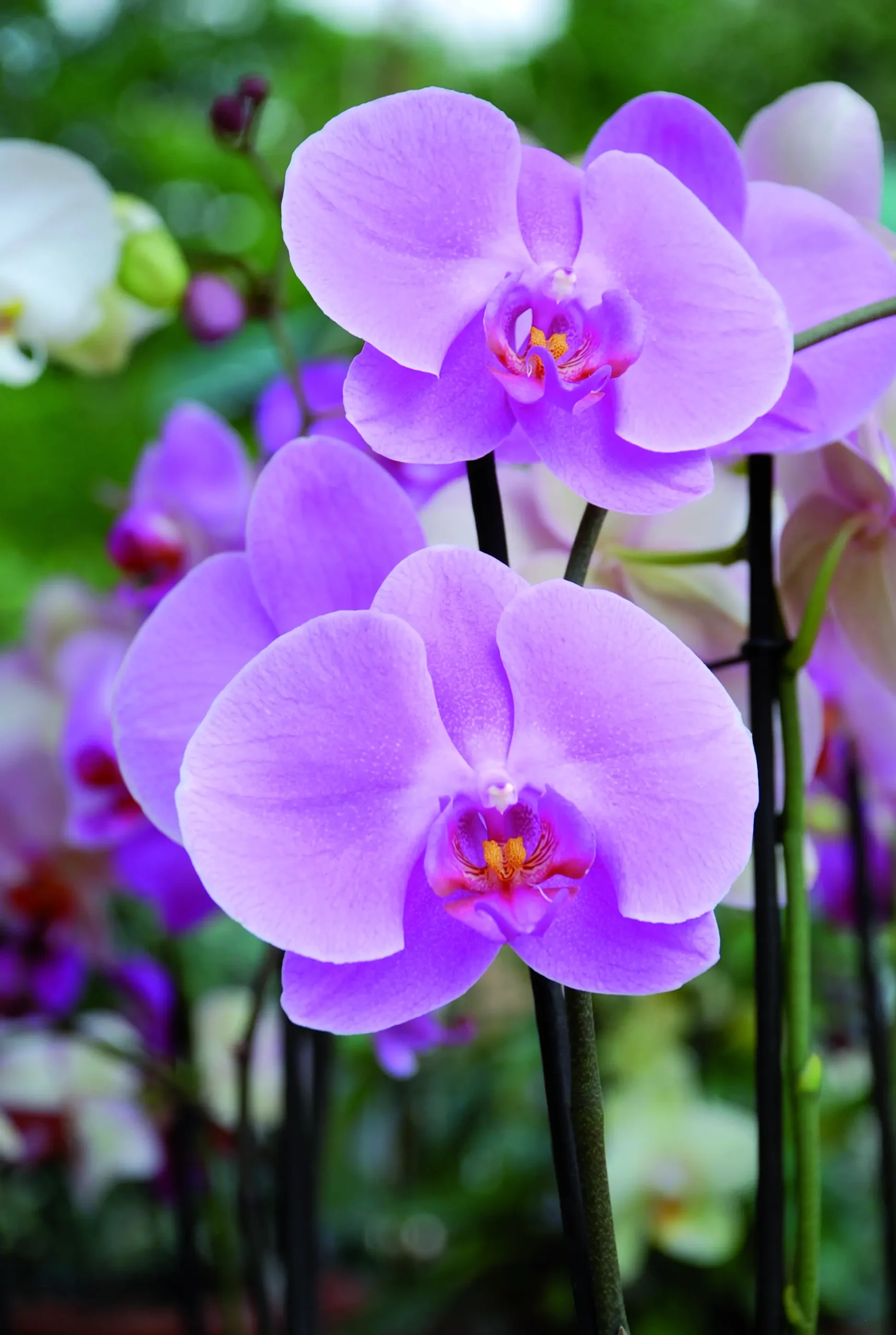 Fiori di Orchidea: La Bellezza che Dura nel Tempo - Quanto possono durare i fiori di orchidea fiori di orchidea - Quanto possono durare i fiori di orchidea