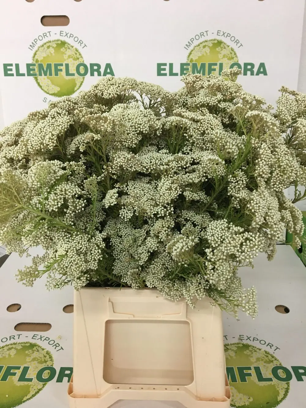 fior di riso pianta - Quanto produce una pianta di riso
