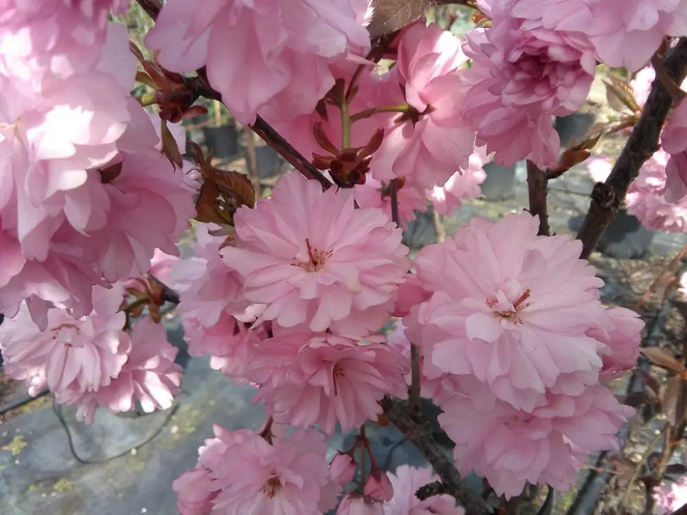 Il costo di un albero di ciliegio da fiore - Quanto può costare un albero di ciliegio ciliegio da fiore costo - Quanto può costare un albero di ciliegio