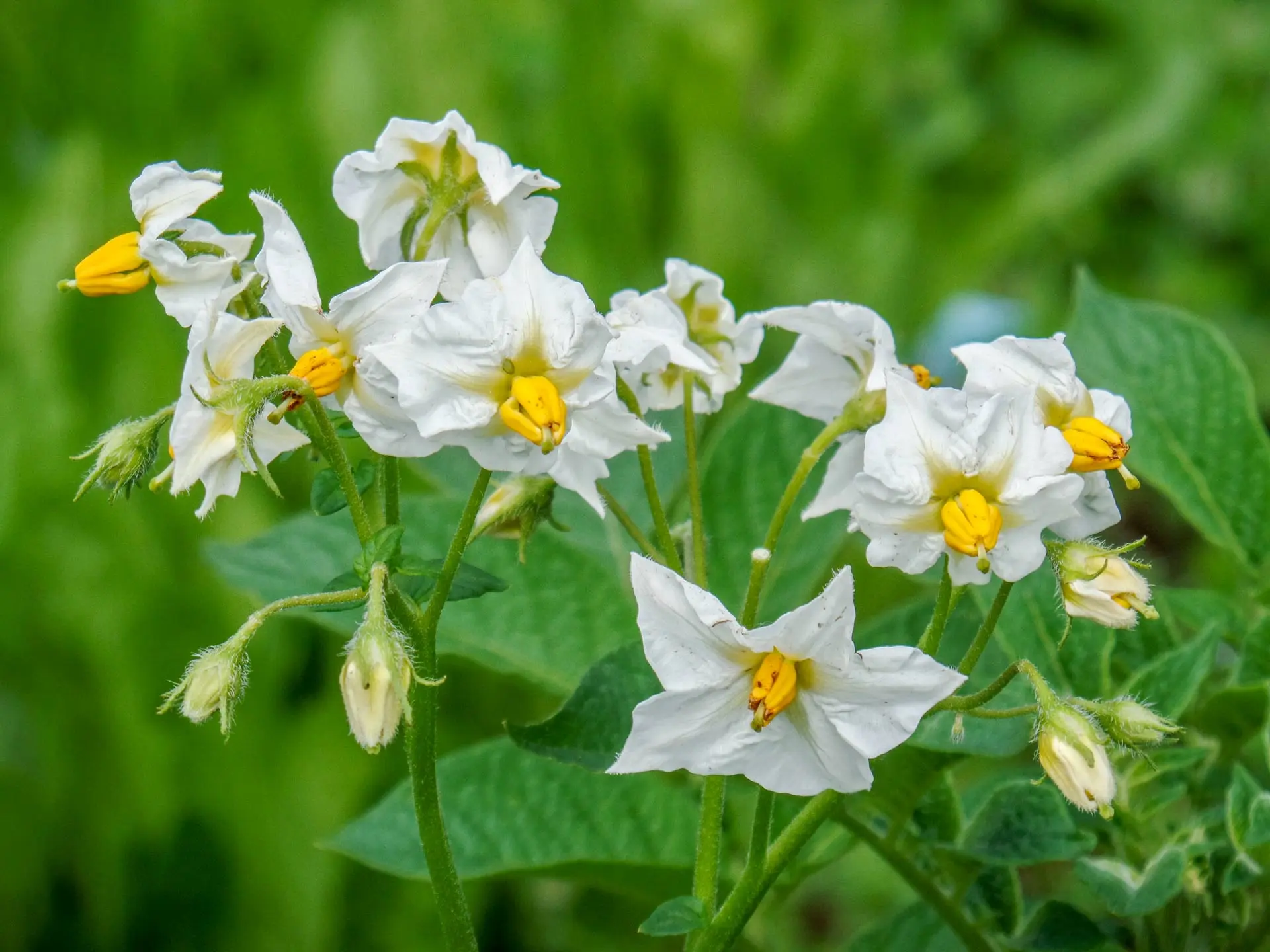 Fiori con patate: una deliciosa combinación culinaria - Quanto rendono le patate fiori con patate - Quanto rendono le patate