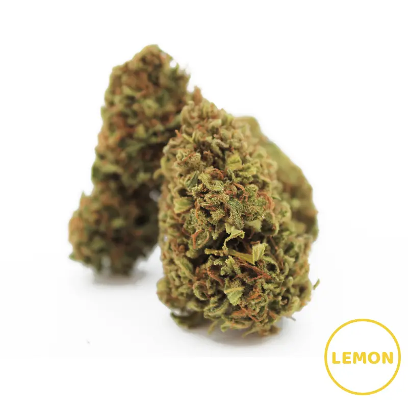 Fiore di Marijuana: Un'Introduzione - Quanto tempo ci mette una pianta di marijuana a fiorire fiore di marijuana - Quanto tempo ci mette una pianta di marijuana a fiorire