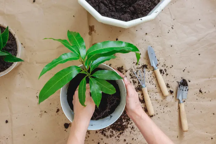 Pianta Mango Fiori: Caratteristiche, Coltivazione e Cura - Quanto tempo ci vuole per crescere una pianta di mango pianta mango fiori - Quanto tempo ci vuole per crescere una pianta di mango