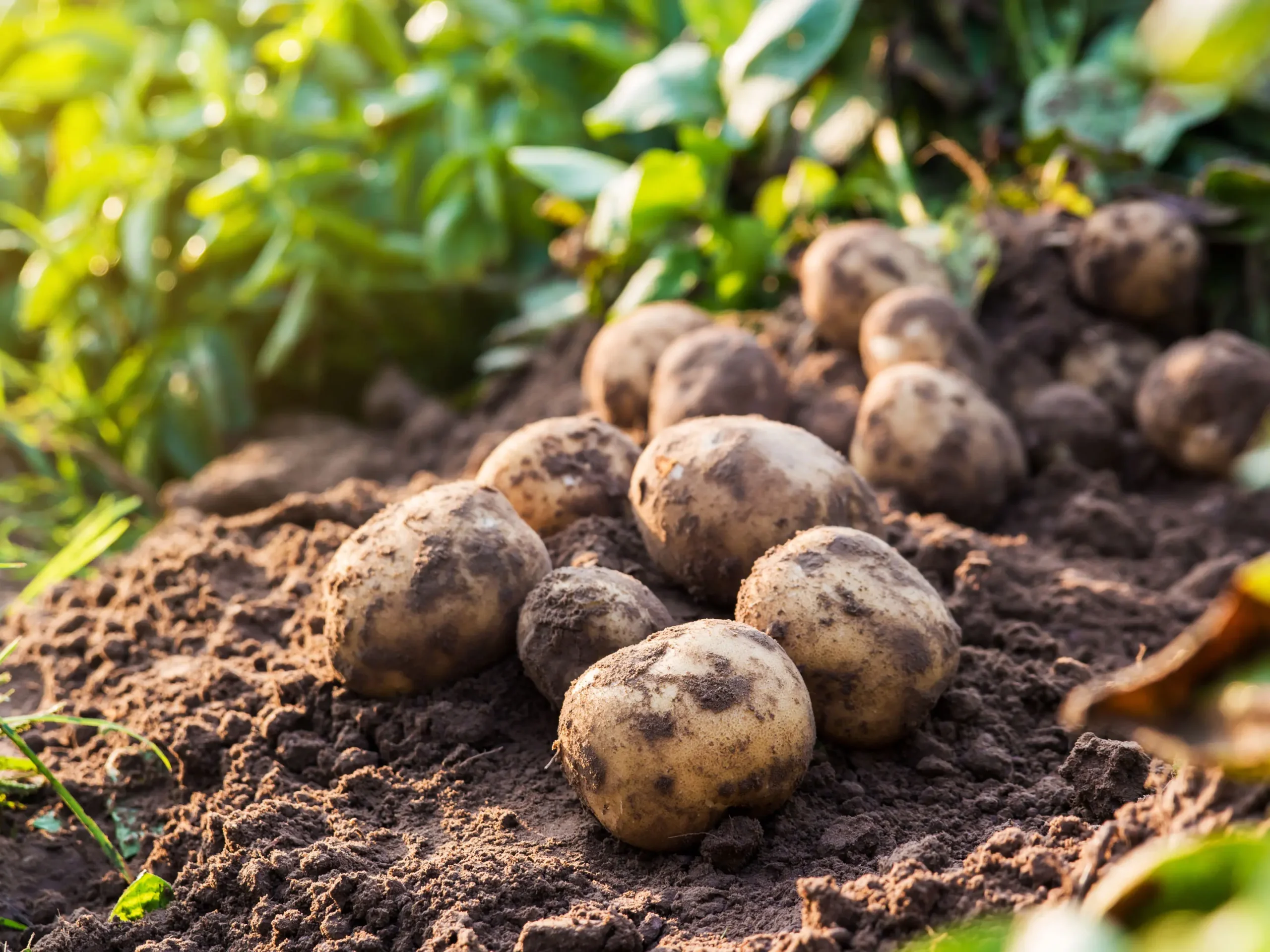 patata americana pianta fiori - Quanto tempo ci vuole per germogliare le patate
