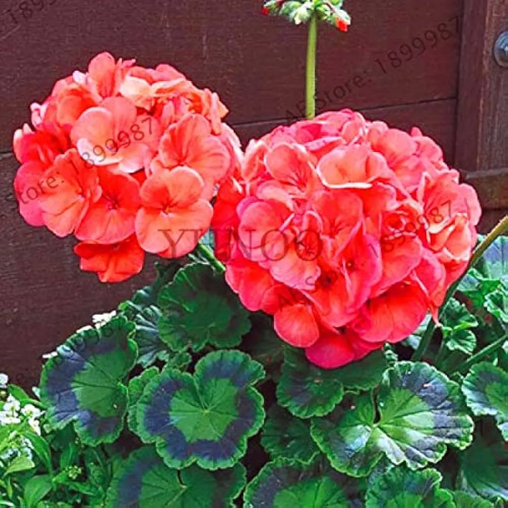 semina di fiori - Quanto tempo ci vuole per un semi di fiori a nascere