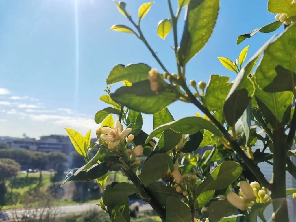 albero di limone fiorito - Quanto tempo ci vuole perché i limoni diventano gialli