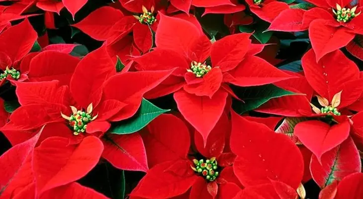 Come far fiorire la Stella di Natale - Quanto tempo deve stare al buio la Stella di Natale come far fiorire la stella di natale - Quanto tempo deve stare al buio la Stella di Natale