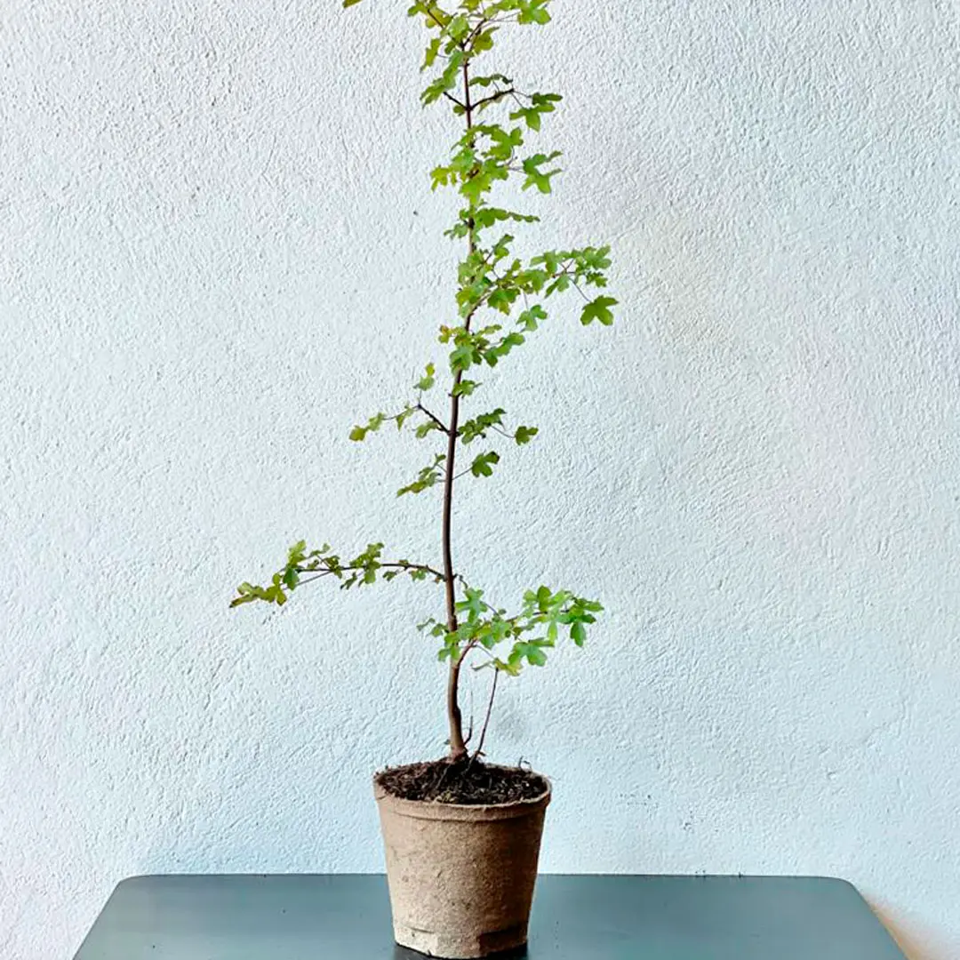 acero campestre fiore - Quanto vive un acero campestre