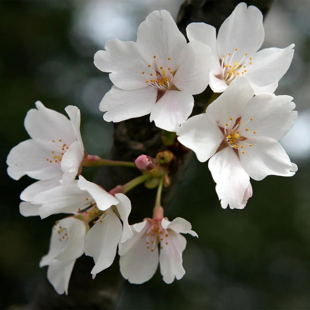 Ciliegio da fiore Kanzan: un'albero ornamentale dal fascino giapponese - Quanto vive un ciliegio giapponese ciliegio da fiore kanzan - Quanto vive un ciliegio giapponese