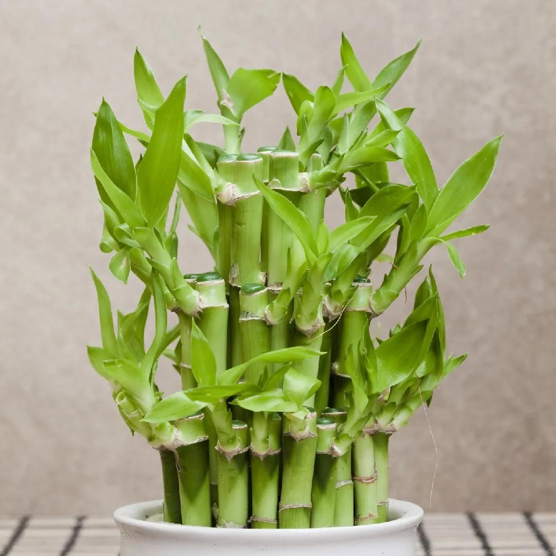 Lucky bamboo fiori: la pianta che porta fortuna