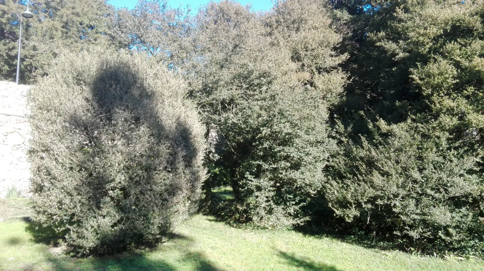 Bosso Fiorito: Un Arbusto Simbolo di Longevità e Bellezza - Quanto vive una pianta di bosso bosso fiorito - Quanto vive una pianta di bosso