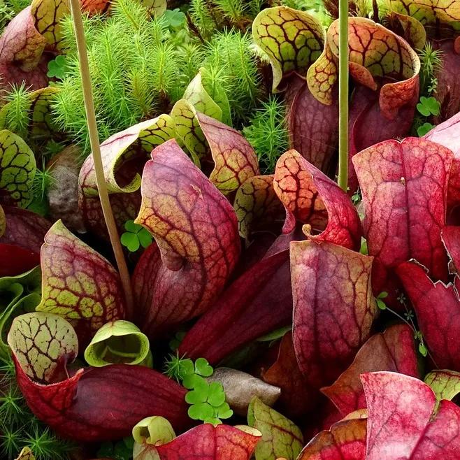 Fiore Sarracenia: Guida completa alla coltivazione di questa pianta carnivora - Quanto vive una Sarracenia fiore sarracenia - Quanto vive una Sarracenia